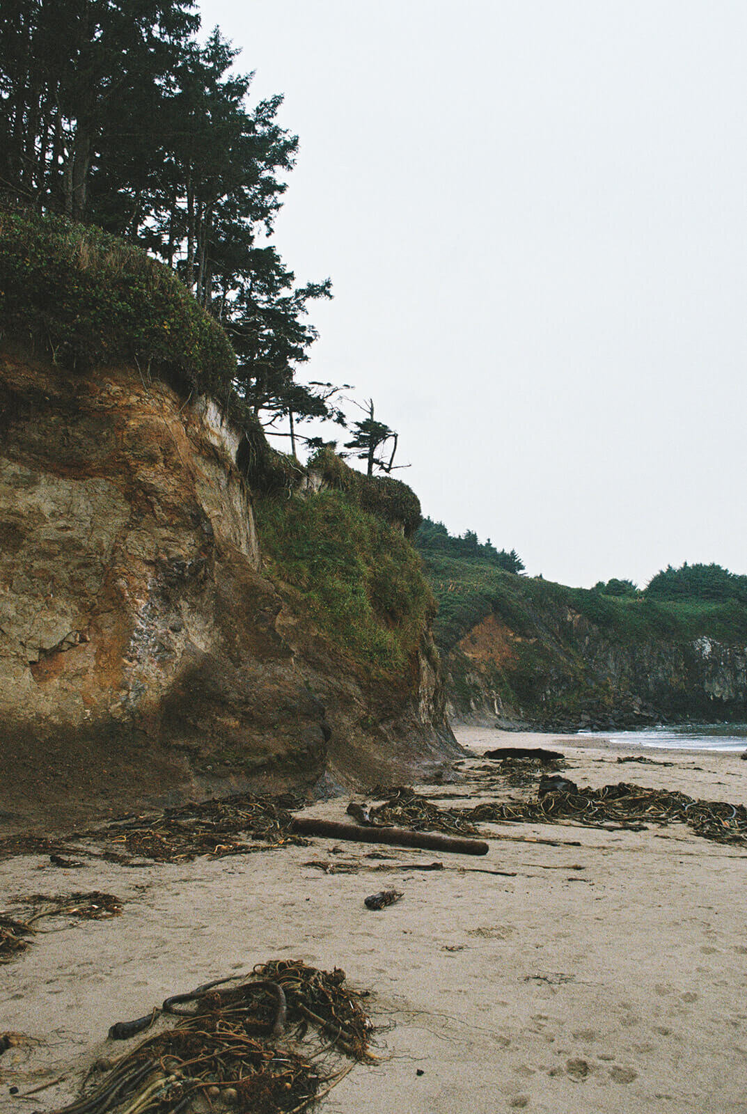 Rocks and trees along the Oregon coastline. 