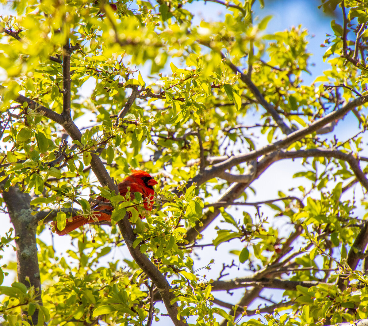 042521 Cardinal in trees on campus square