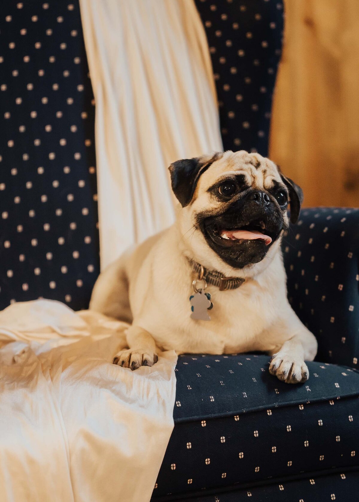 Maddie Rae Photography a pug is laying down in a chair and looking off into the distance looking cute