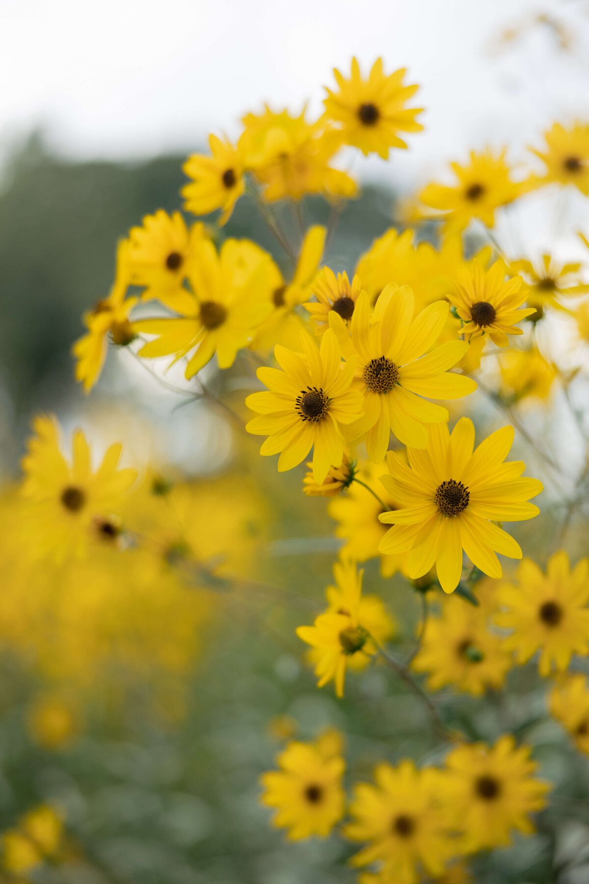 Emily Green Creative2Y5A5565