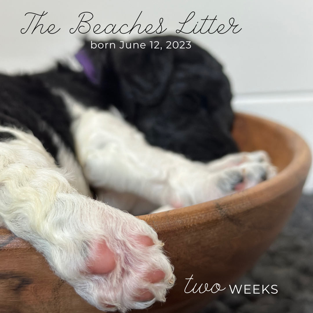 beaches litter closeup