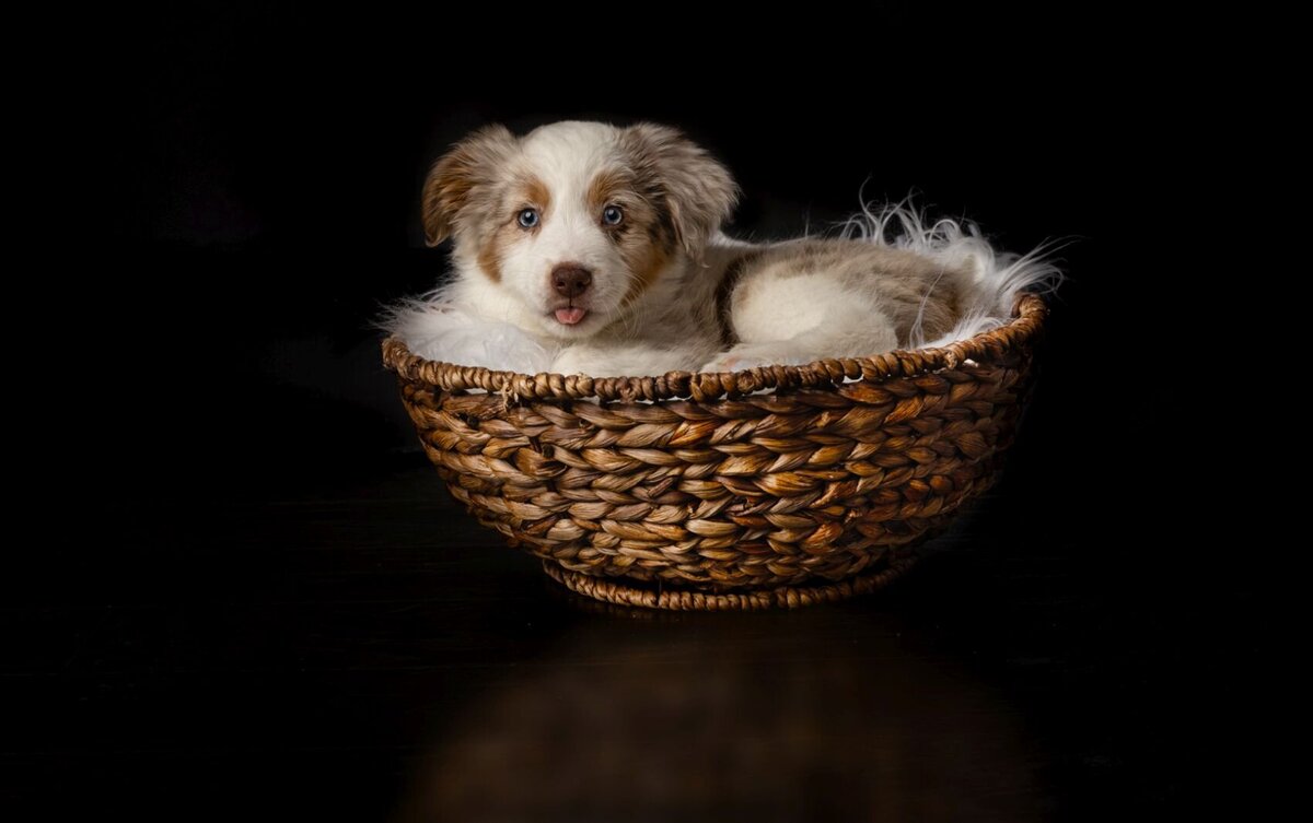 lilla-bordas-portraits-tampa-DOG-photographer1335_1 - Copy