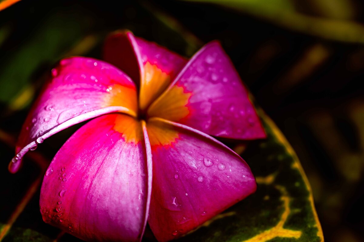 _DSC4432-Edit