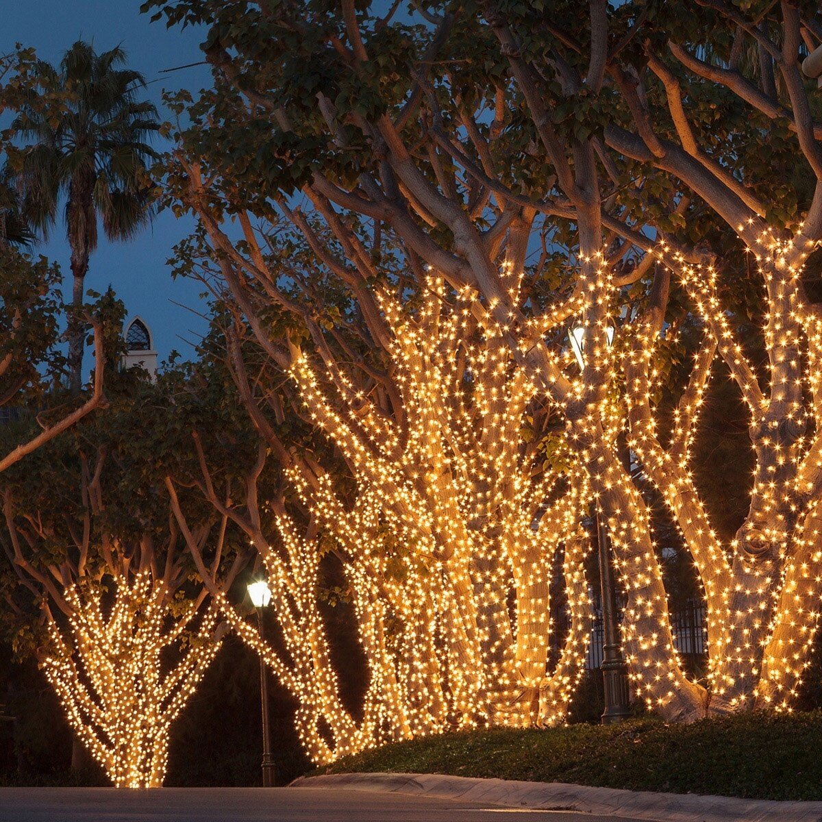San Diego Christmas Lights 5