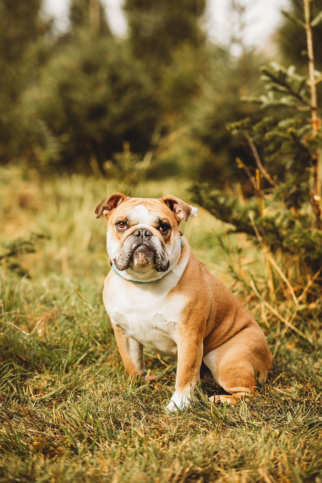 harrisburg-dog-photographer_8557-Edit-2_websize
