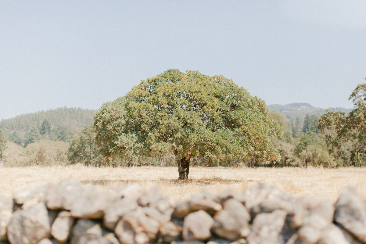 beltane-ranch-wedding-53