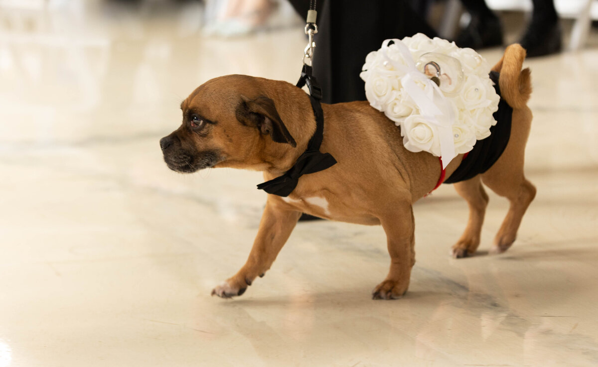 dog_ring_bearer