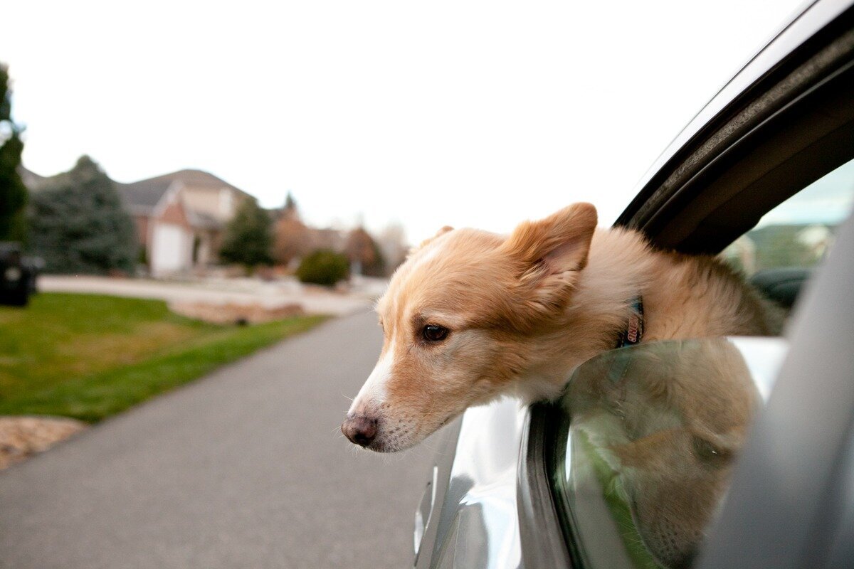 dog sticks head out of open car window