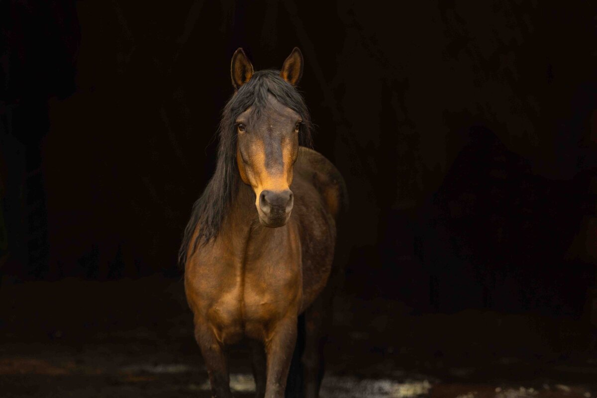 seattle-equine-photographer