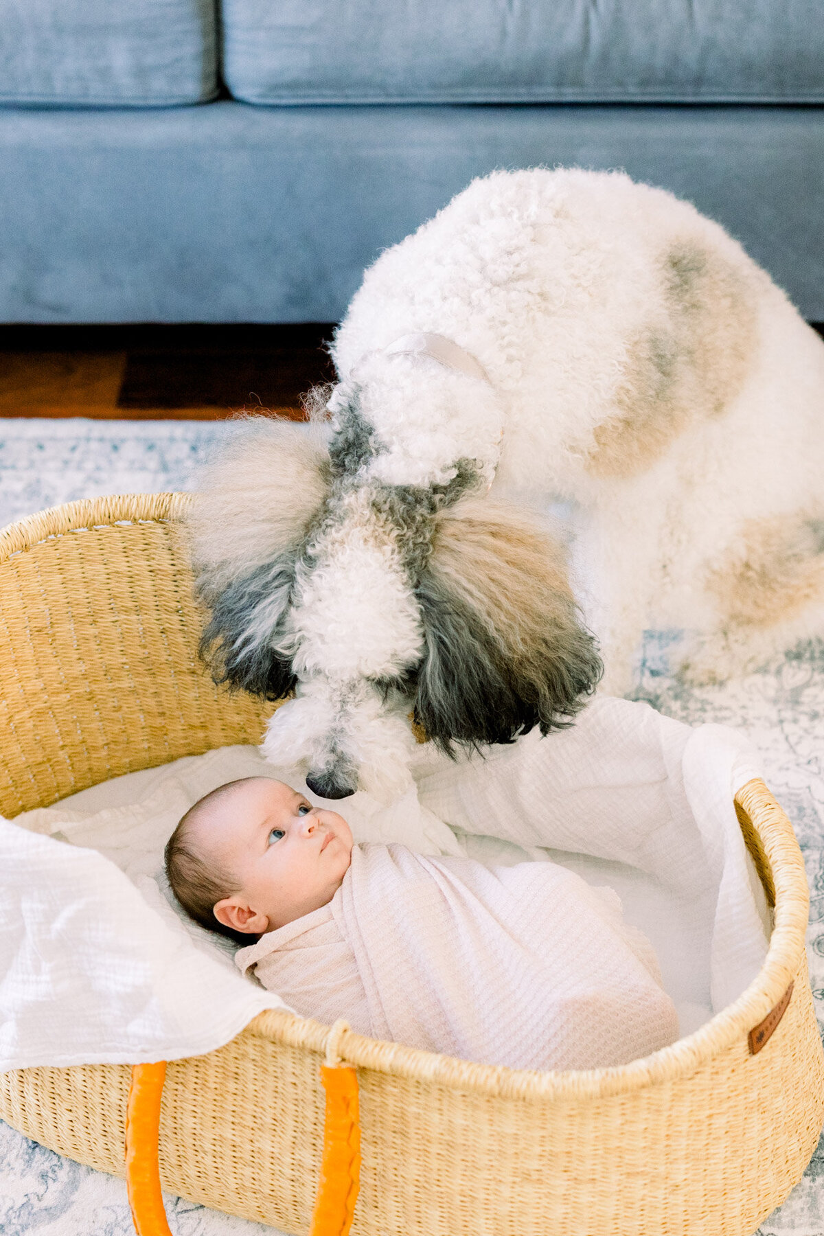 baby looking at dog for Tampa newborn photographer Tina Marie Studio.