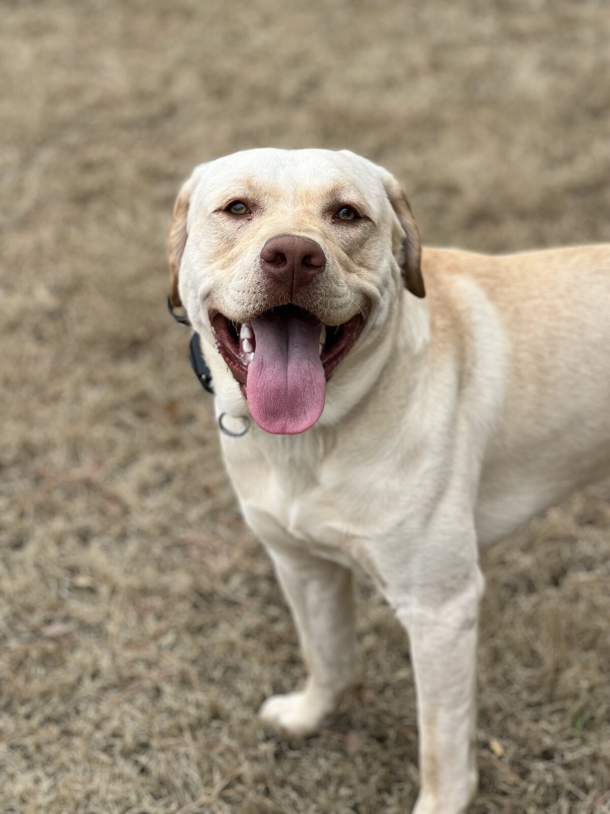Smiley pup
