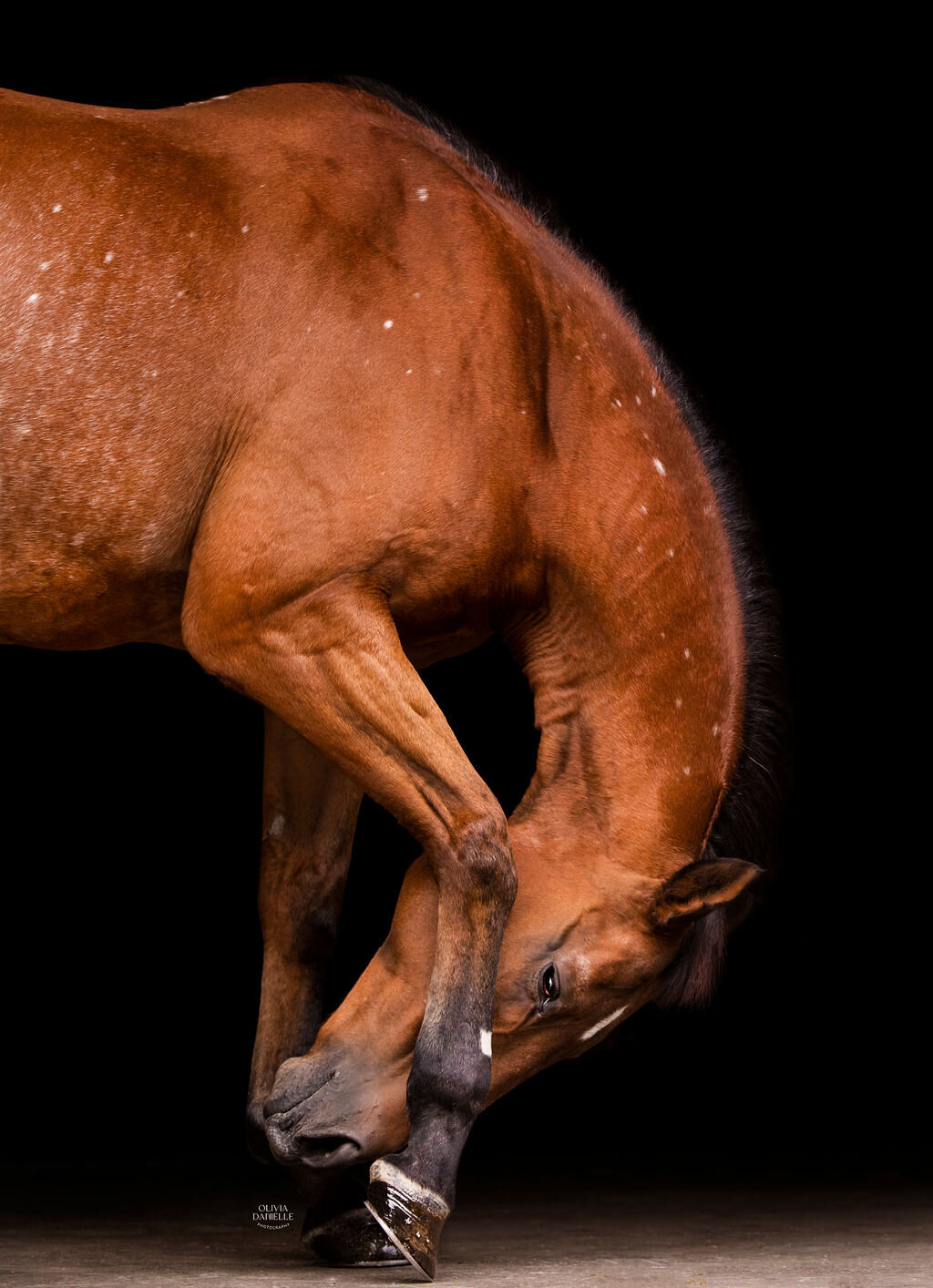 Fine Art Horse Portraits (28)
