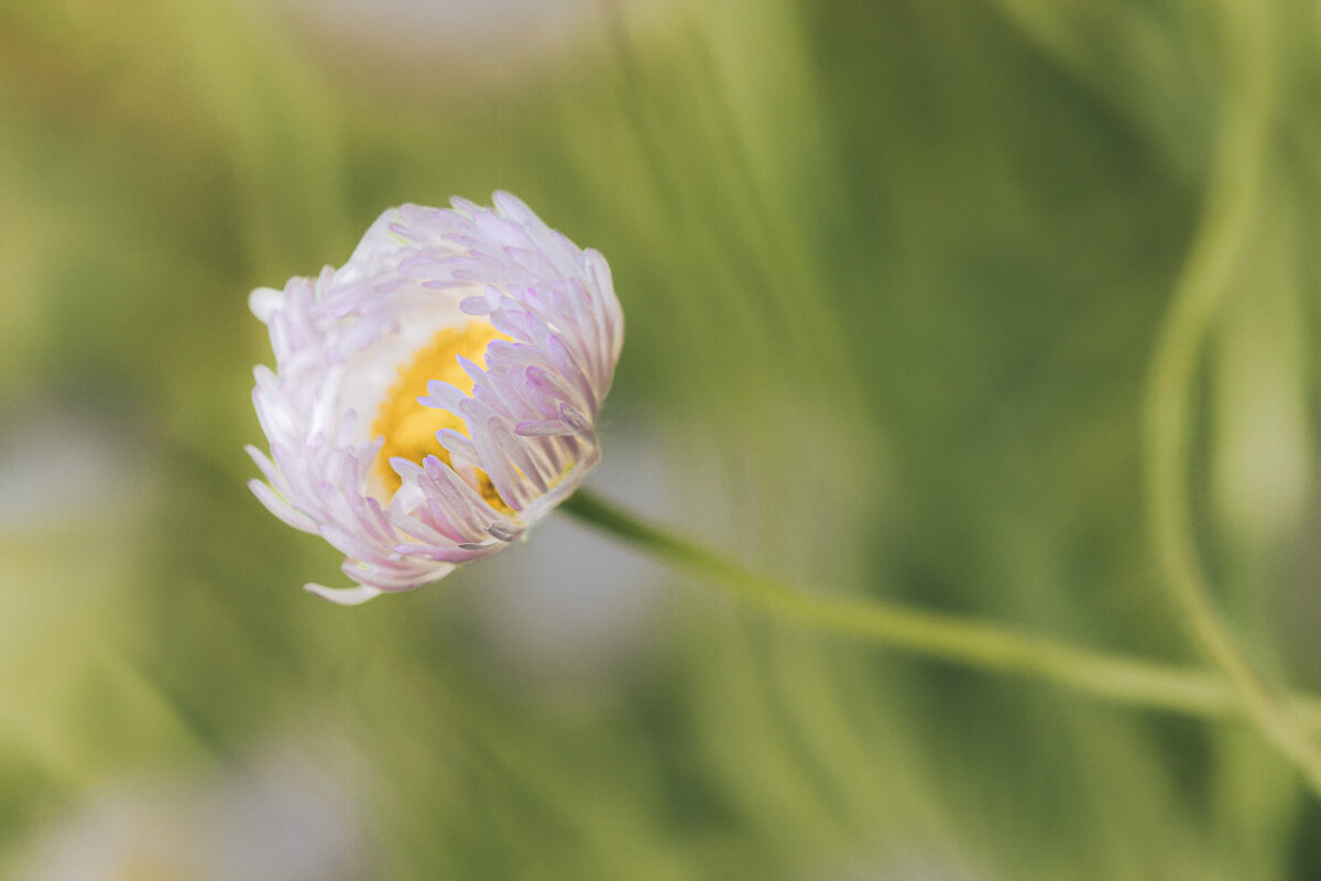 fleabane_6139