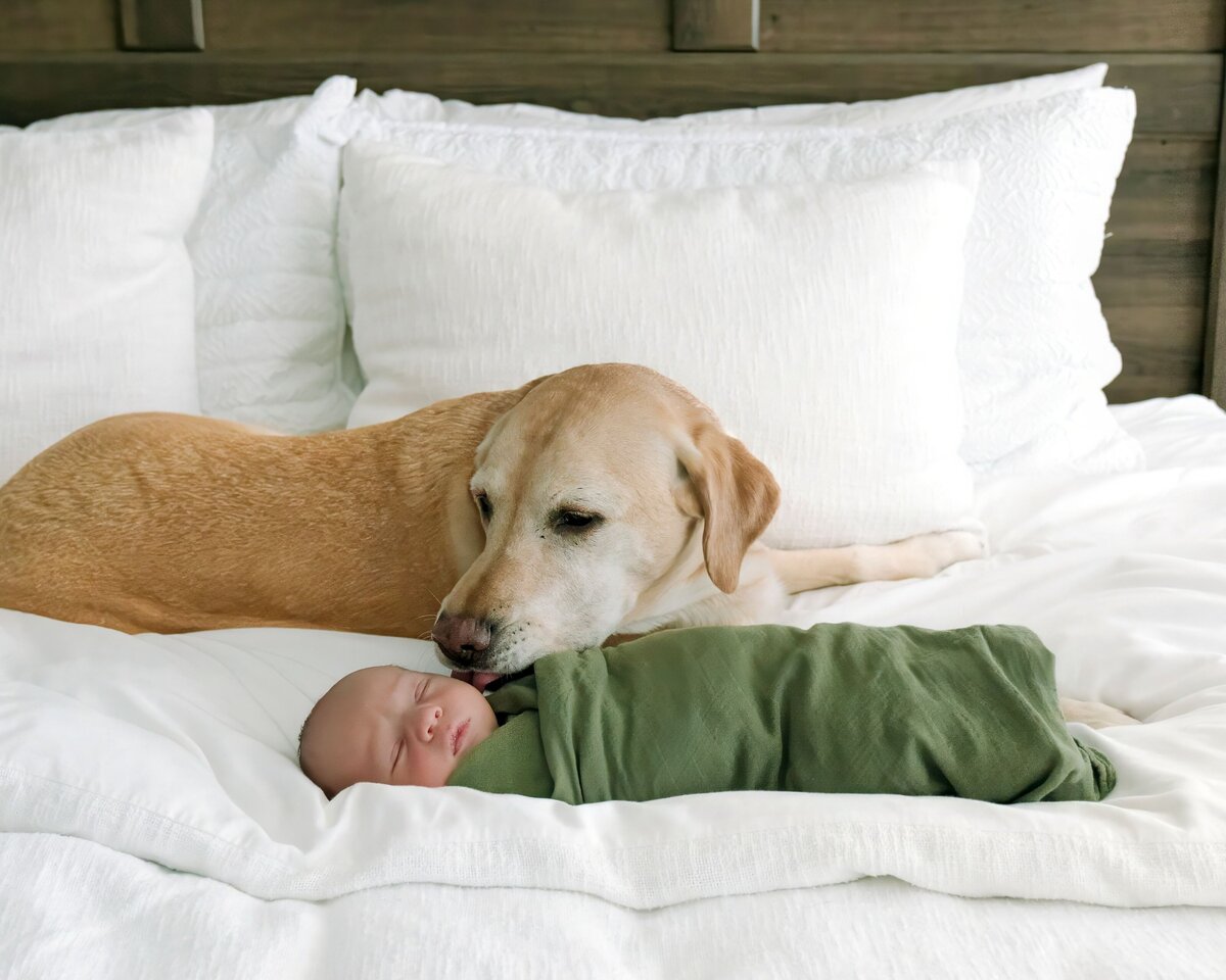denver family photographer - dog and baby