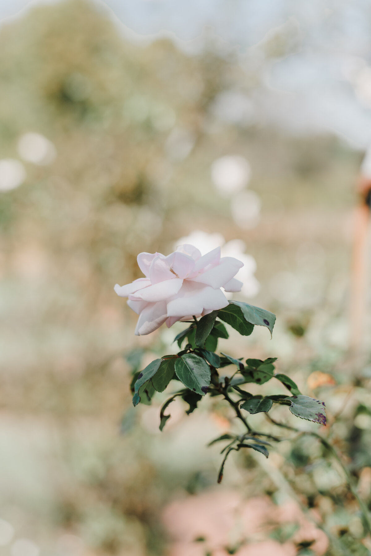 Pennsylvania-wedding-photographer-1