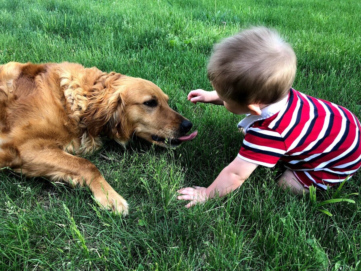 Appelgate-golden-retriever-puppies-Tess-17