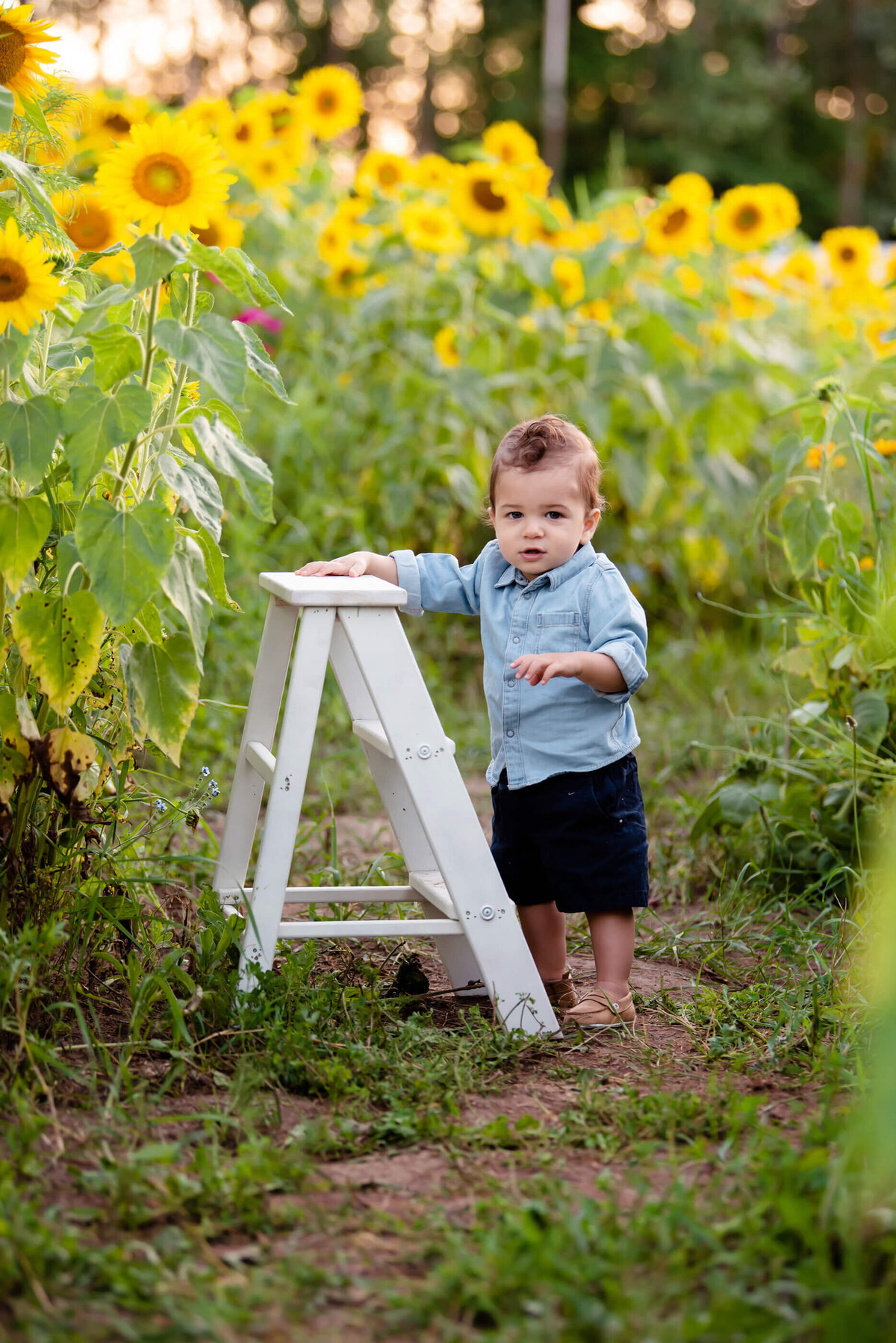 baby boy standing next to a white ladder in a sunflower field for his family photos in Burlington, ON