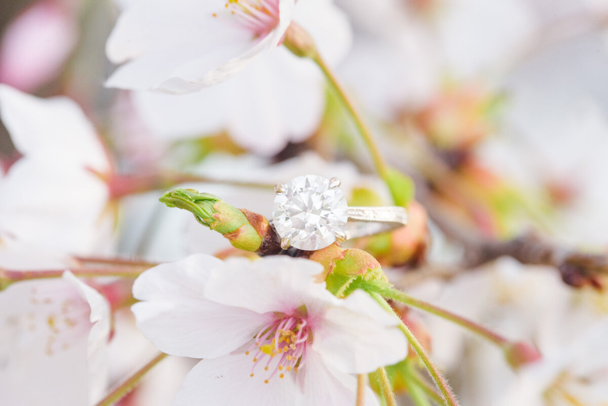 Jefferson Memorial Cherry Blossom Engagement Session Photographer