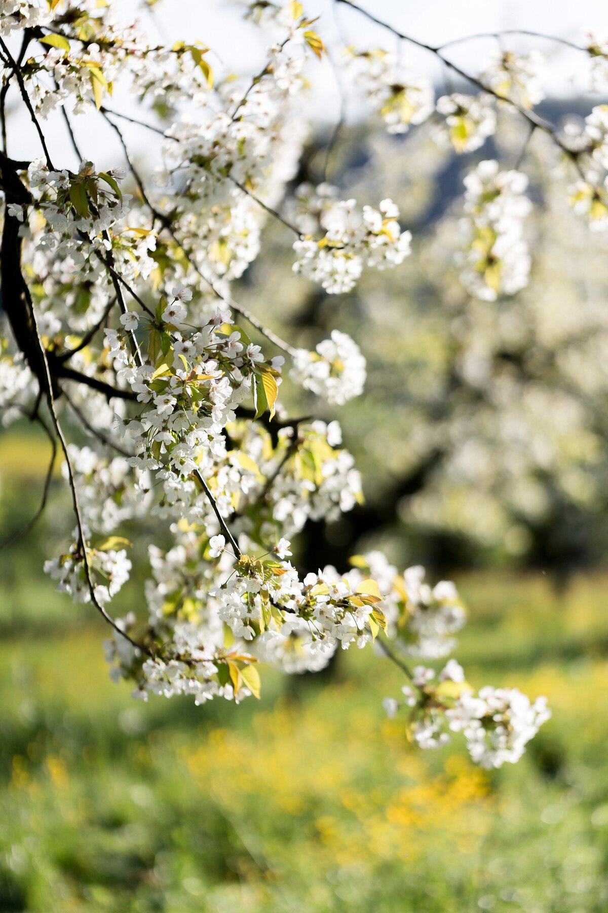 Impressionen-Cherry-Blossom-Photoshoot-2025-5