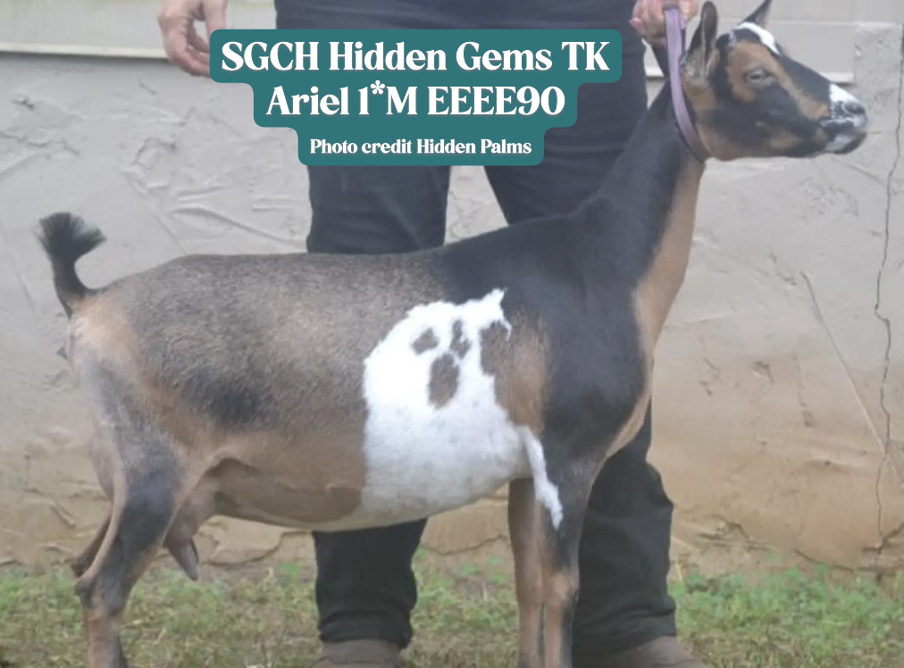 SGCH Hidden Gems TK Ariel 1M Elite Doe 2016-81