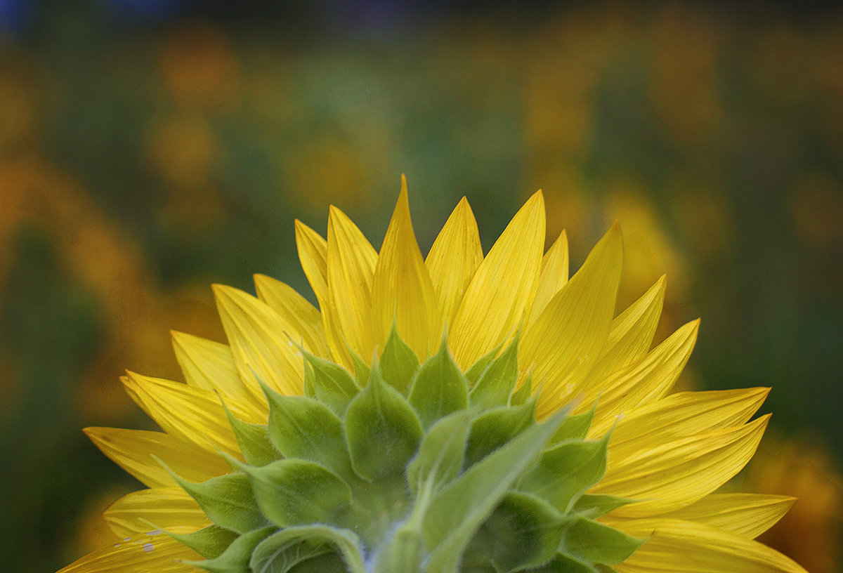 flower13