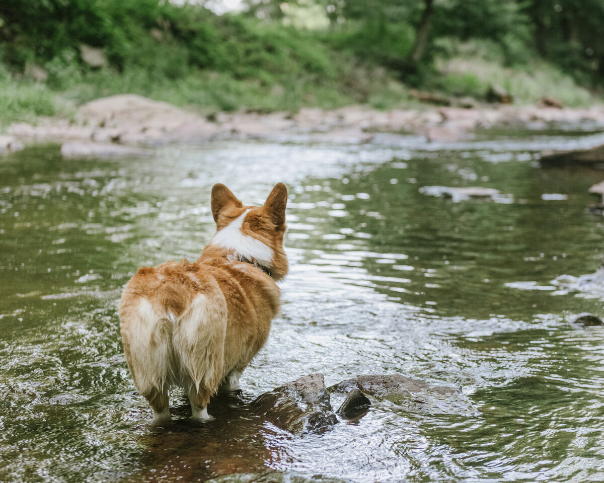 corgis-pet-photographer-nj