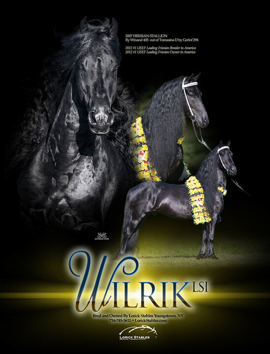 friesian stallion ad design promo