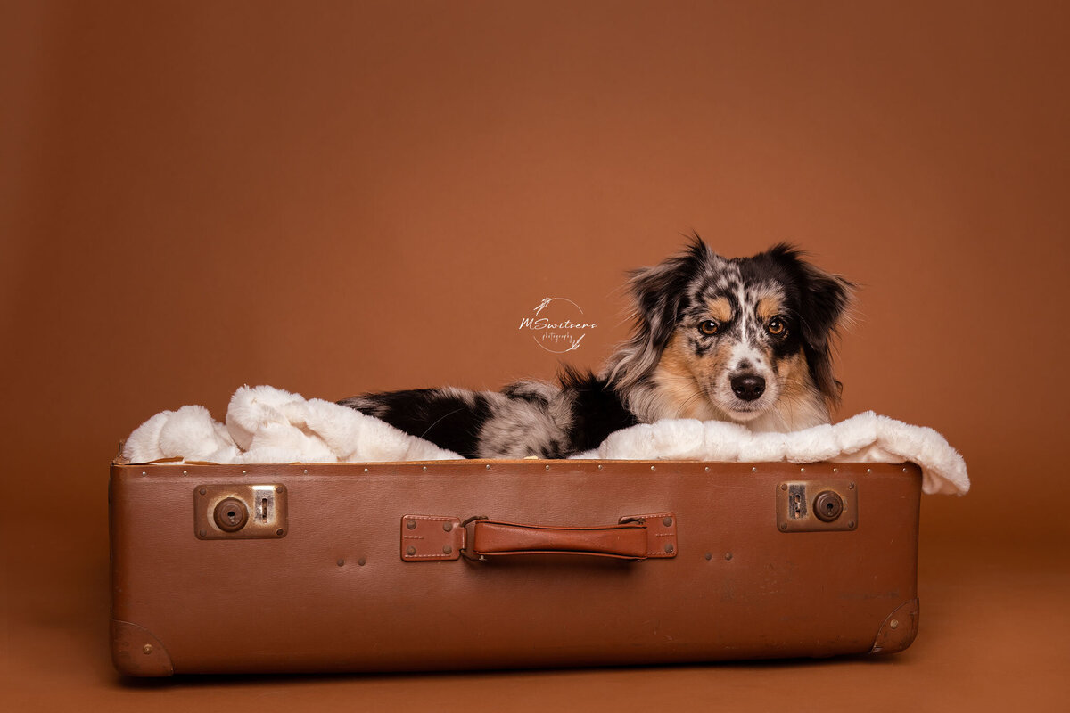 Er zijn diverse attributen beschikbaar tijdens een studiofotoshoot in de studio in Antwerpen, Geel. 