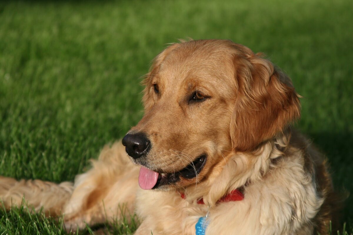 Appelgate-golden-retriever-puppies-Mae-7