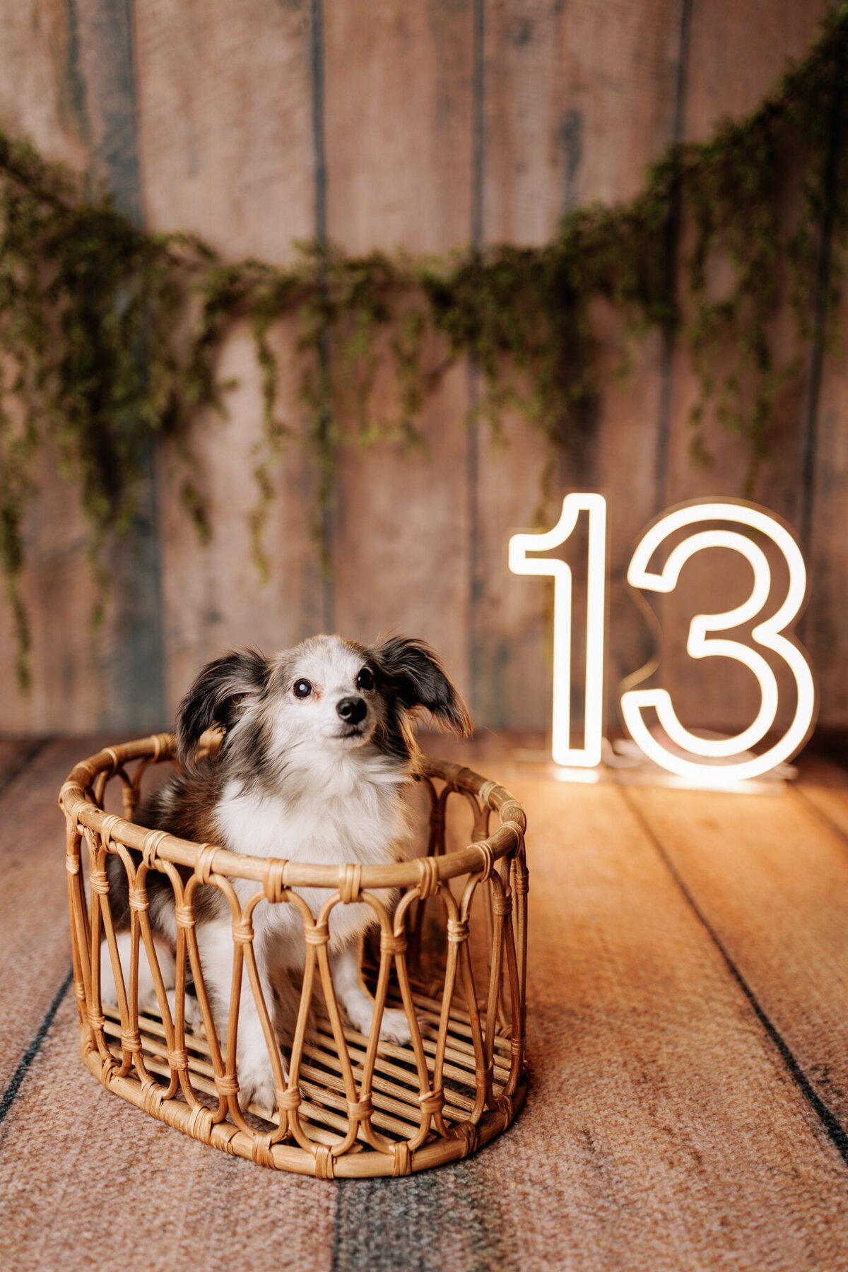 NW Arkansas pet photographer, dog photography NW Arkansas, pet photography near me