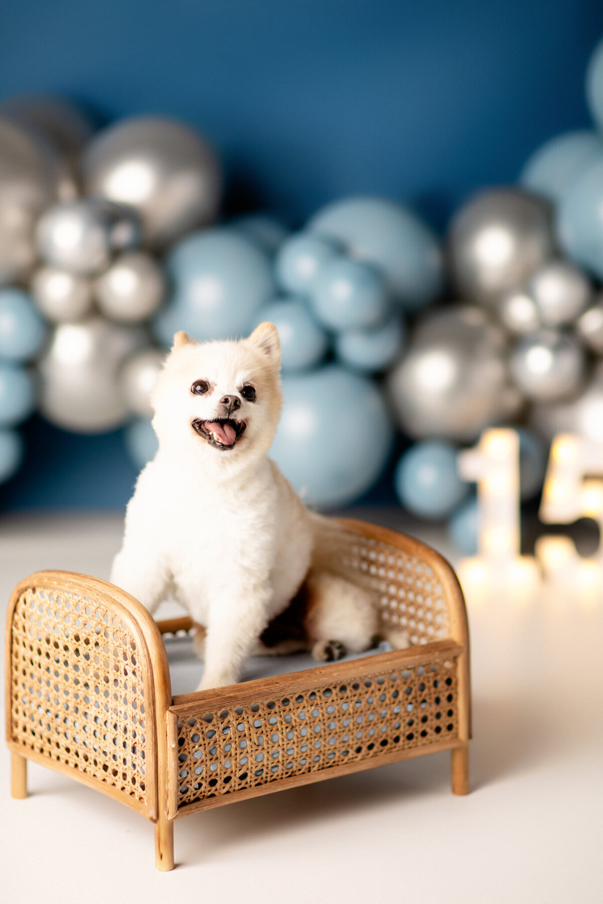 NW Arkansas pet photographer, dog photography NW Arkansas, pet photography near me