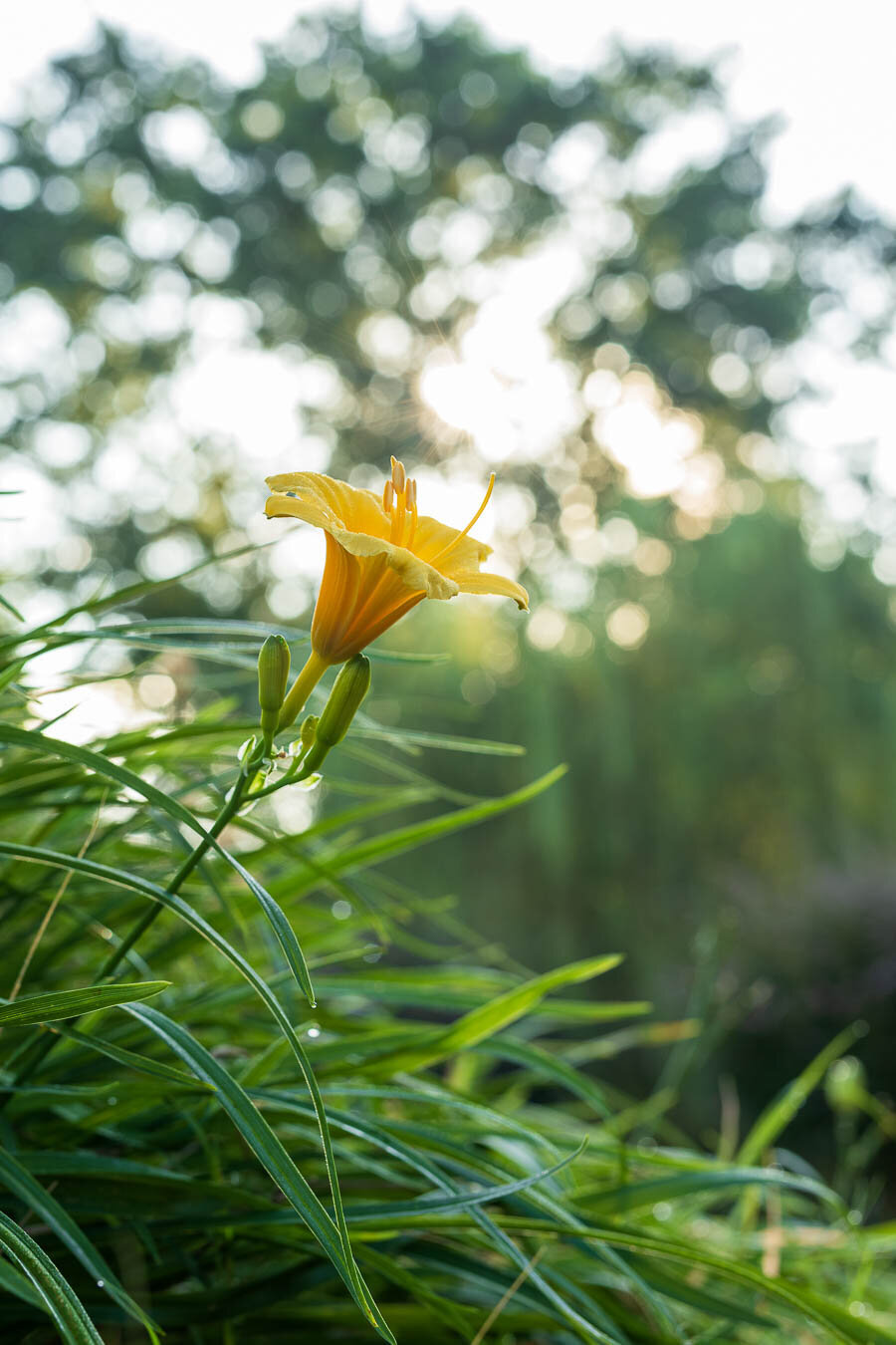 dailily-yellow-sunrise-background