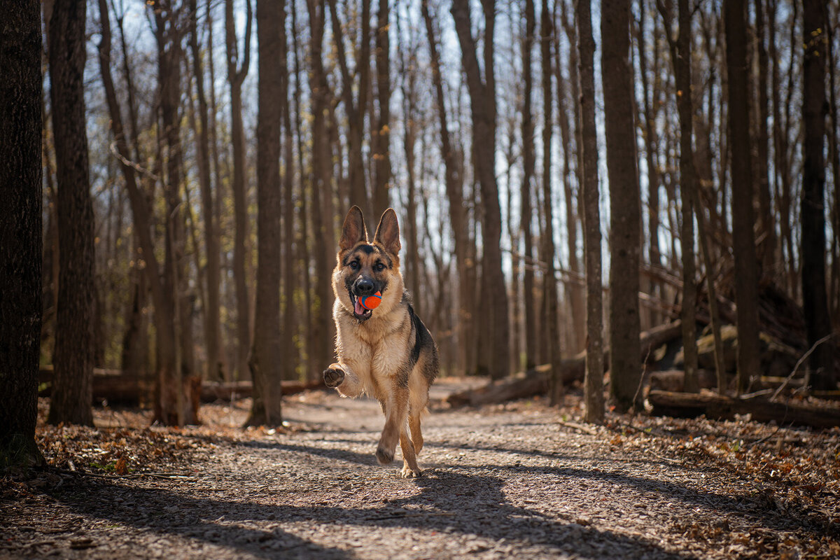 German Shepherd is running down a trail at Chamber's Grove Park with a ball during a mid-day photoshoot. Photographed in Duluth, Minnesota by Paddle Paws Photography.