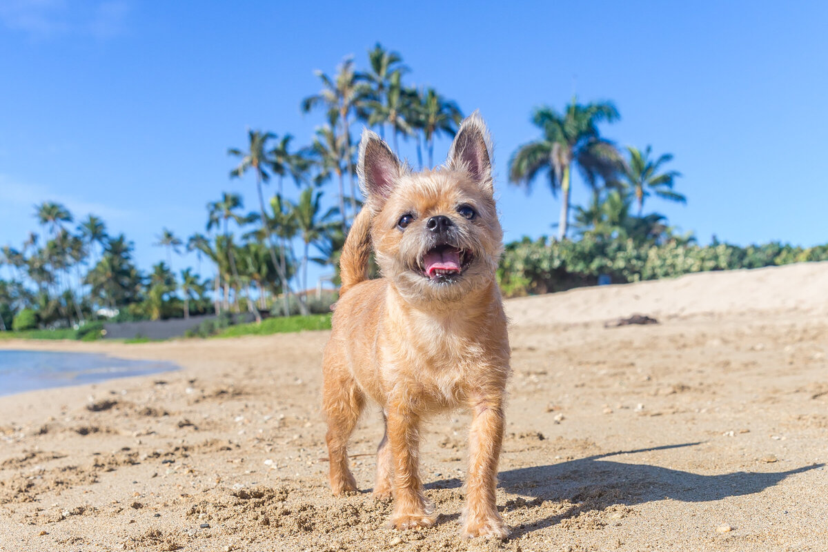 Hawaii Senior Dog Photography-1-3