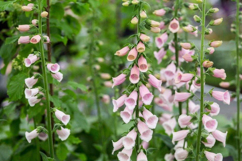 digitalis2