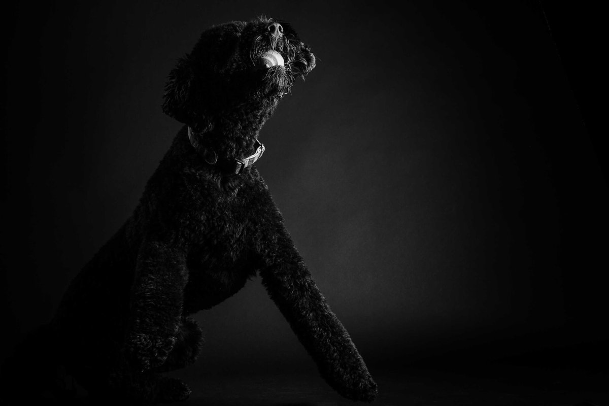 Black Standard Poodle Photography by King and Fields Studios Charleston SC
