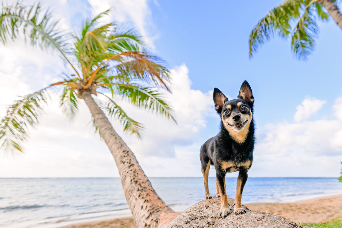 Hawaii Senior Dog Photography-34