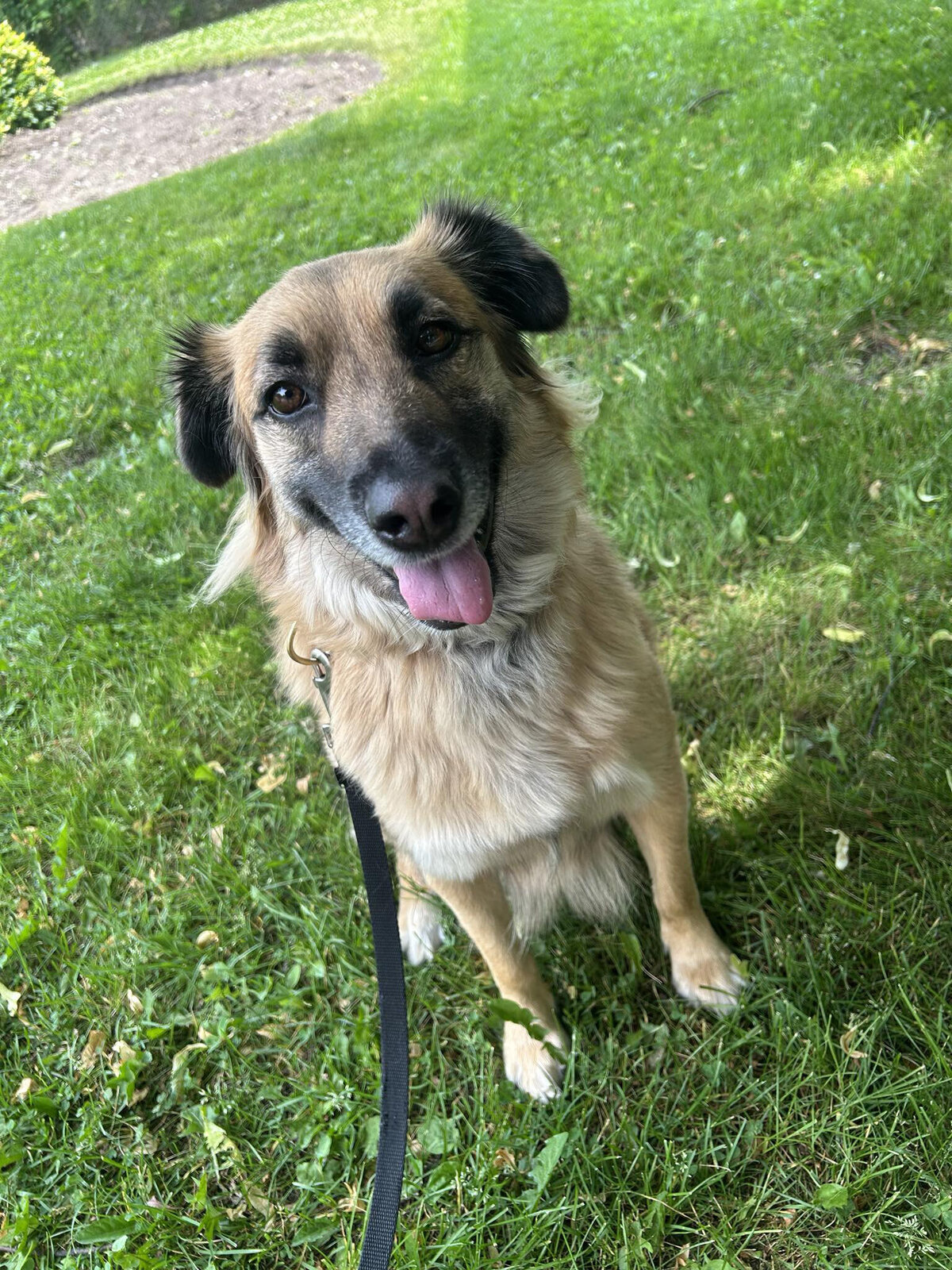 Happy dog on a leash during a dog walk in Toronto with Walk with Claire, trusted pet care in Hamilton and the GTA.