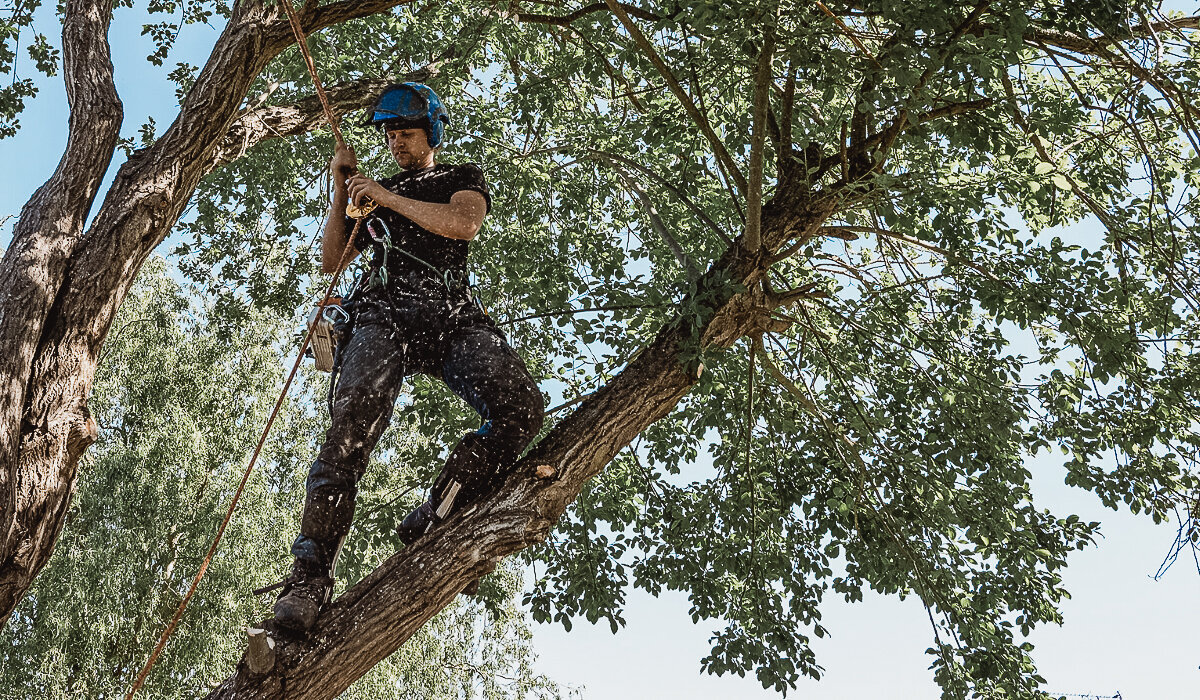 Professional arborist tree climber roped in tree for work