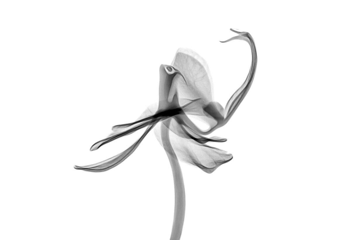 x ray image of sweetpea flower