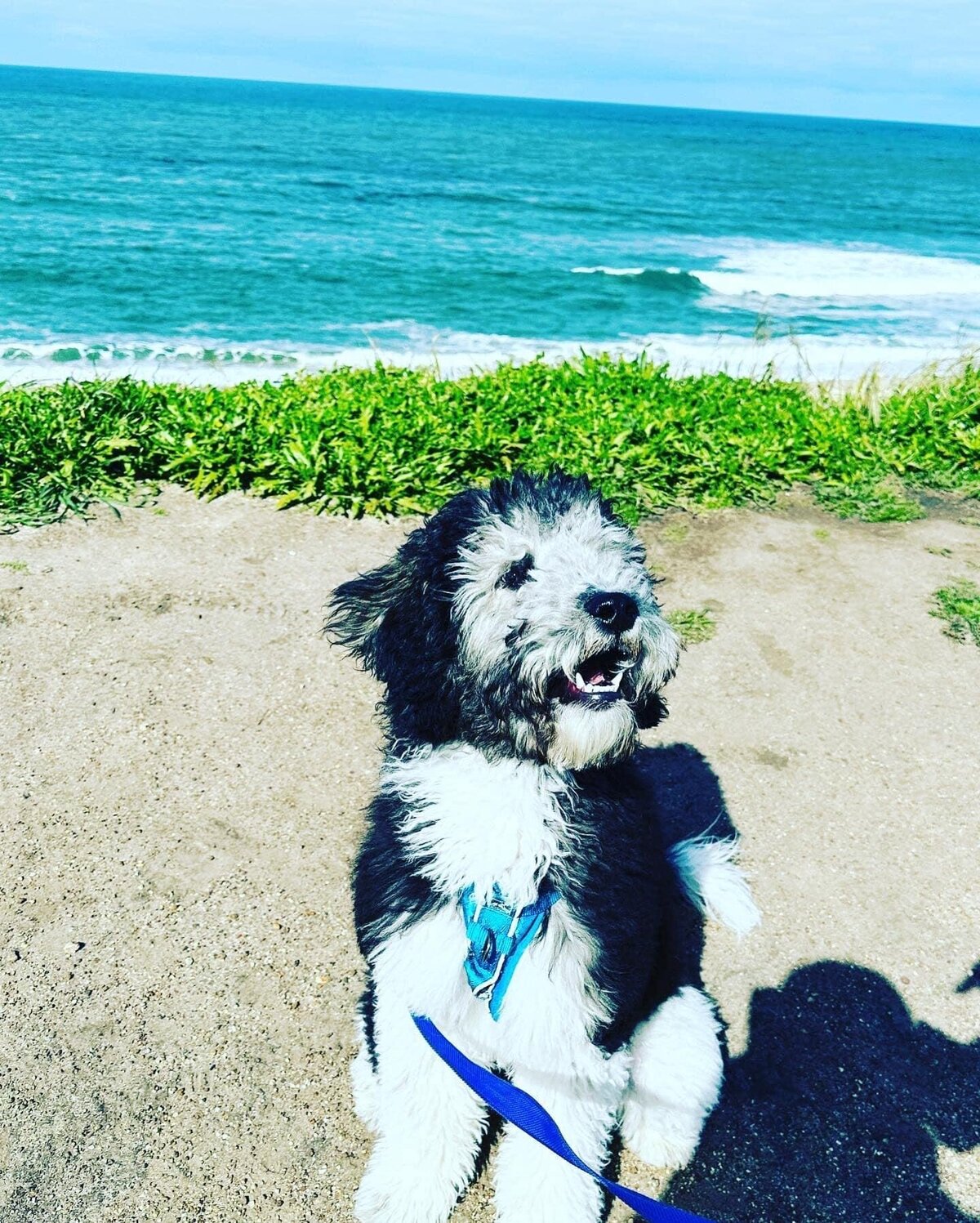 older beaches litter pic 4