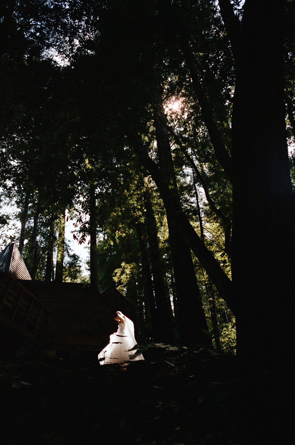 Bride in veil in the redwood trees at Sequoia retreat center