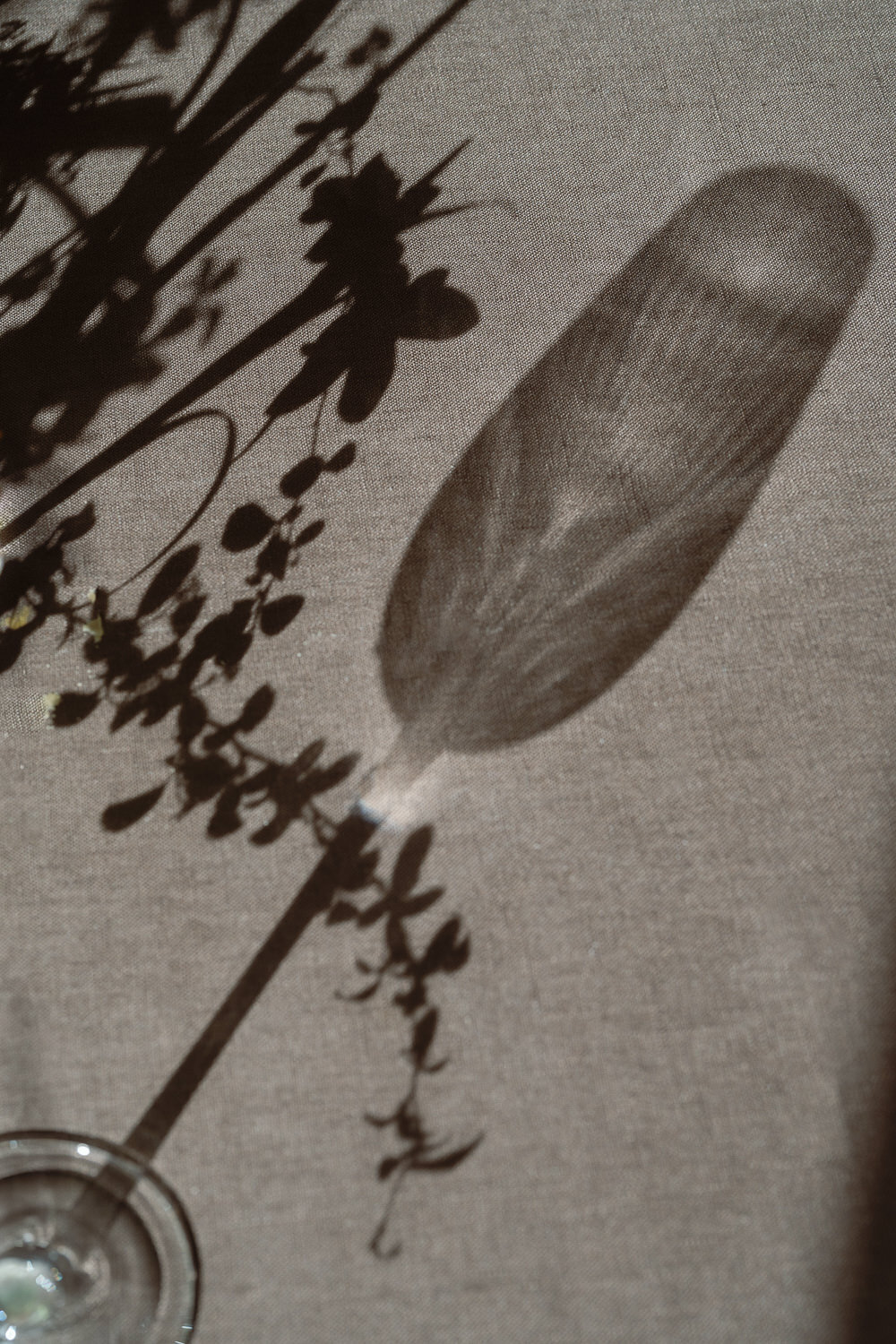 wildflower-web--44