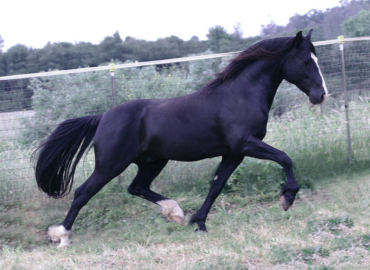 Pure Black Connemara Stallion