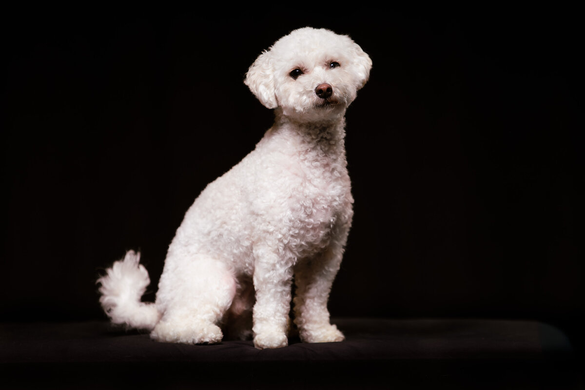 seattle-pet-photographer-2