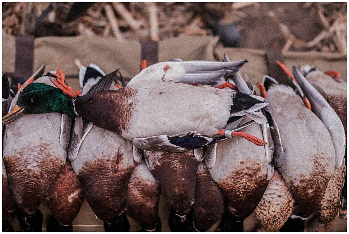 Fowl Plains Central Kansas duck and goose hunting outfitter0124