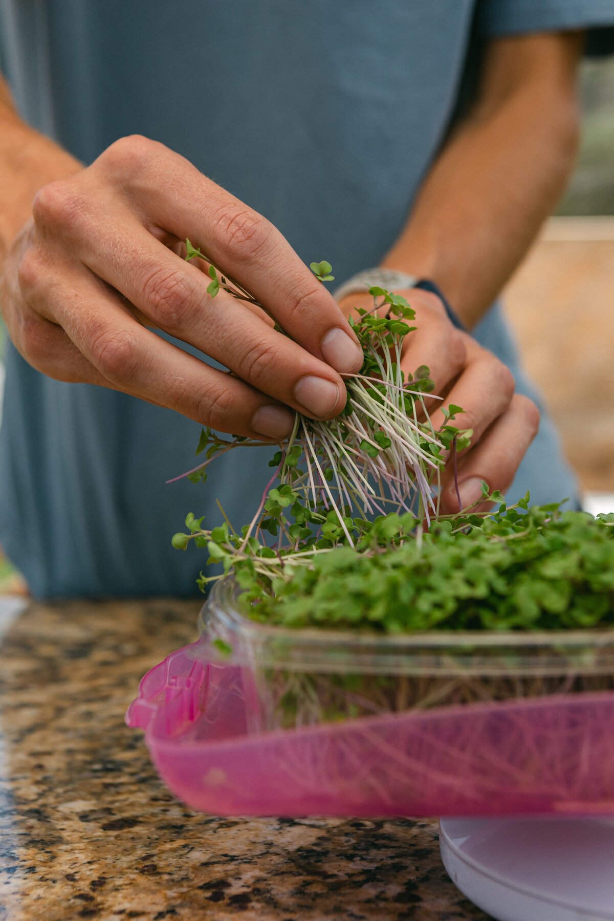 Channel-Islands-Micro-Greens-Local-Farmers-Markets-0027