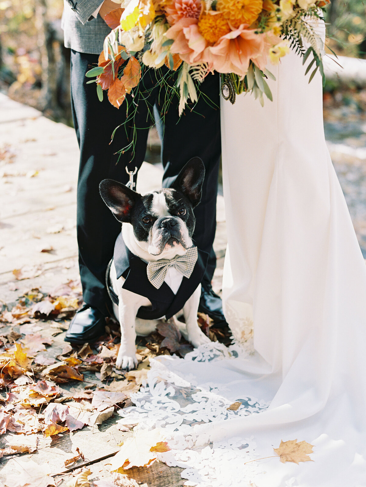 bride and groom with dog at fall wedding at The Horse and Hound Inn, Franconia, New Hampshire.