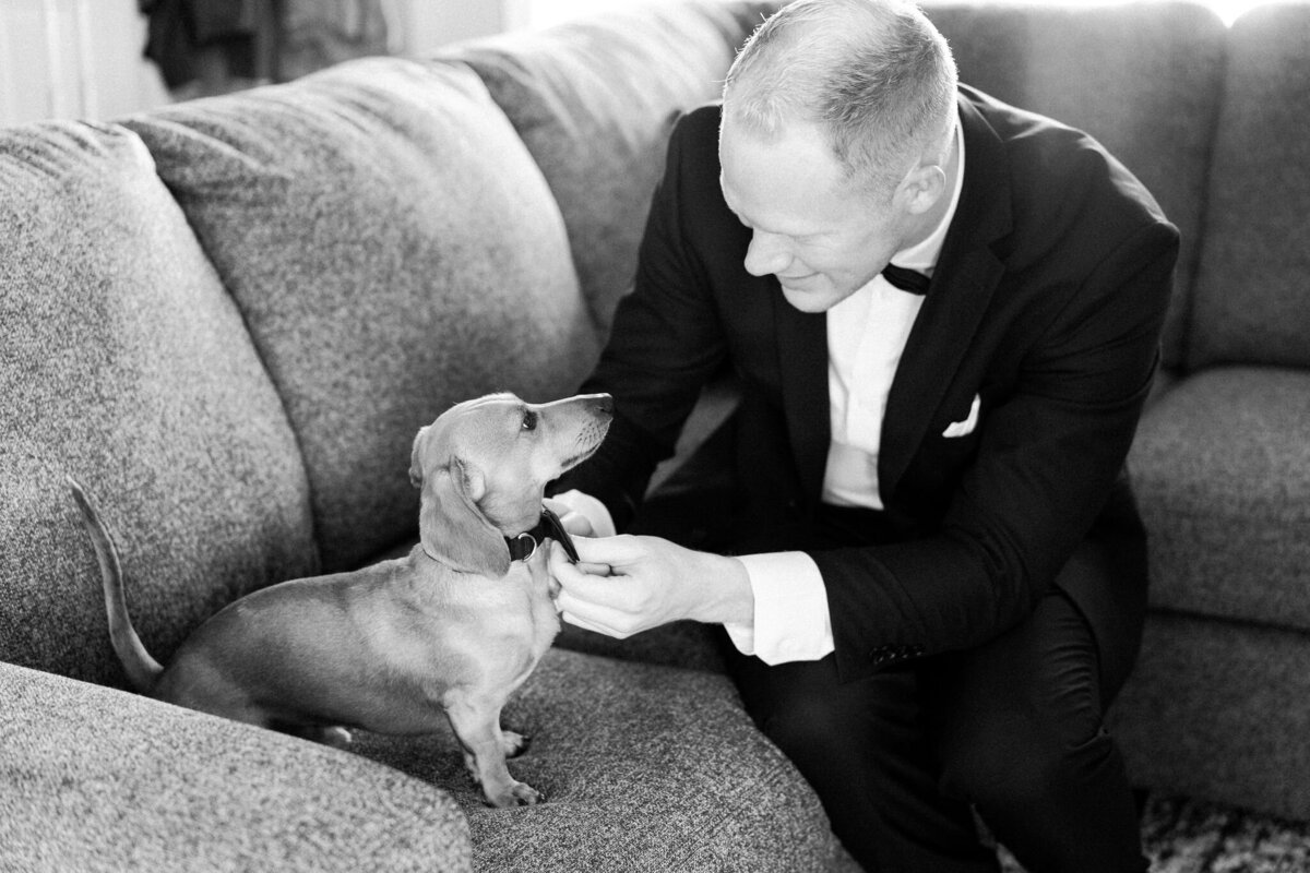 A man in a suit adjusts a bow tie on a small dog while both sit on a couch, perhaps preparing for a romantic wedding in Calgary.