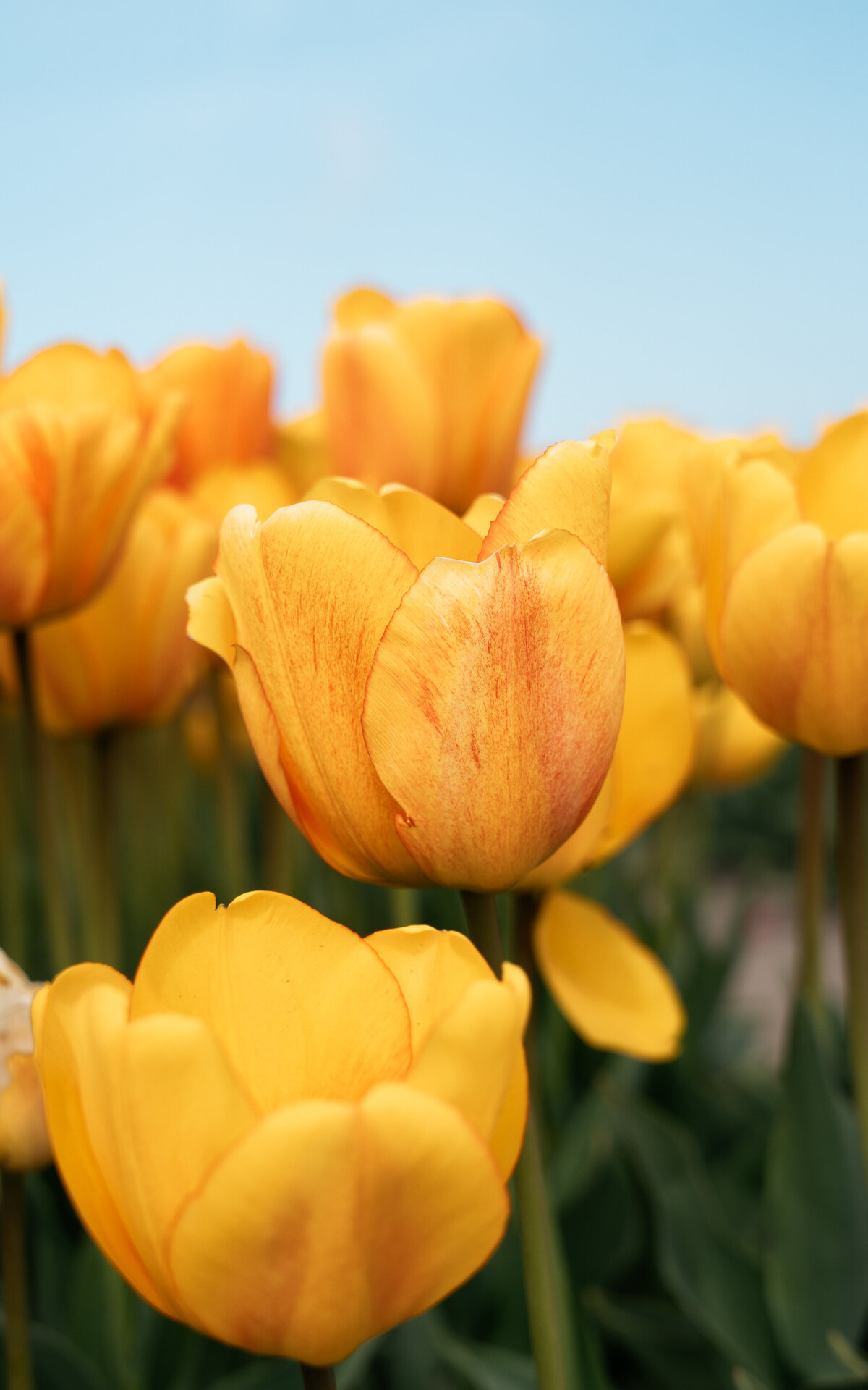 Tulp-4
